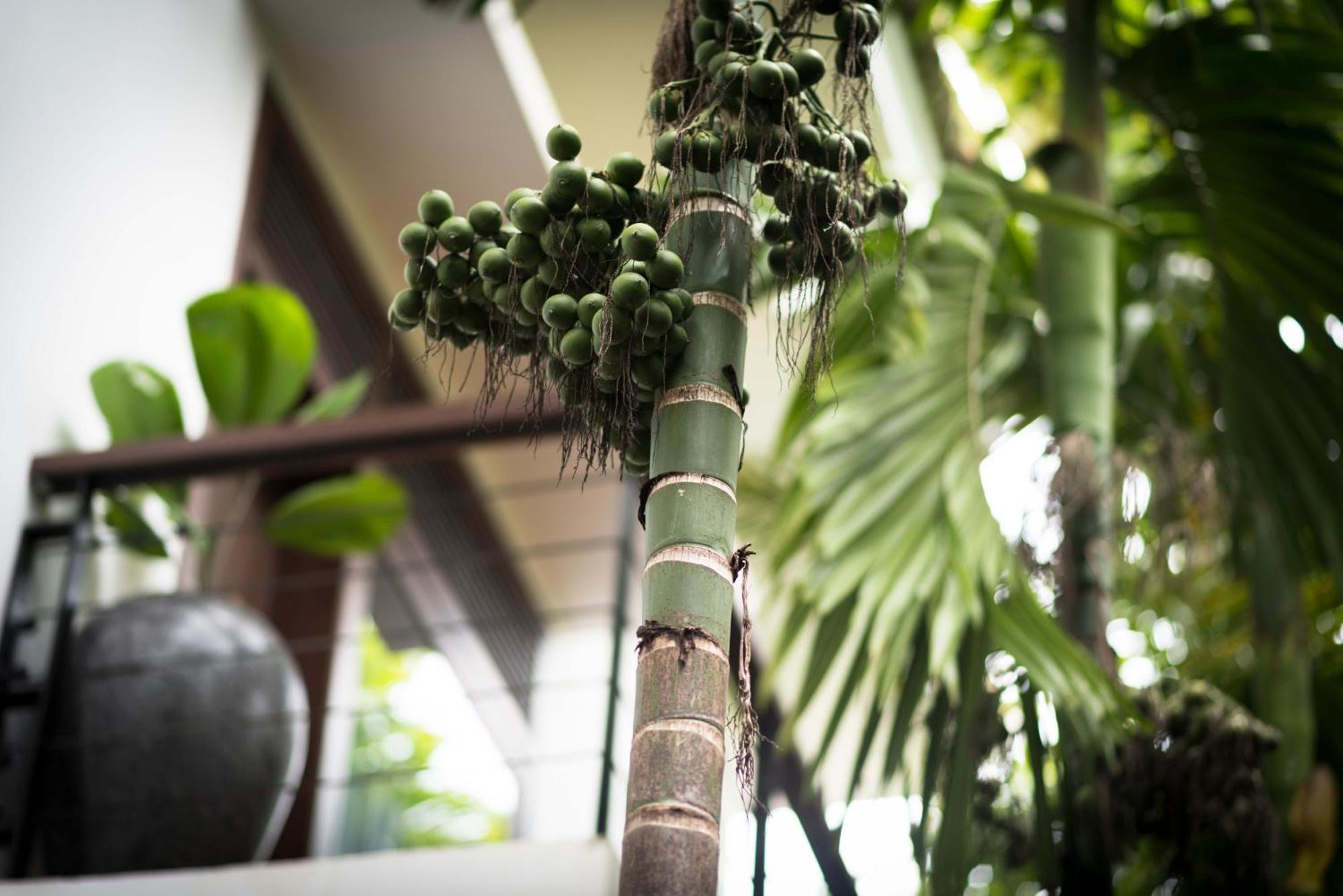 Sokkhak Boutique Resort & Spa Siem Reap Dış mekan fotoğraf